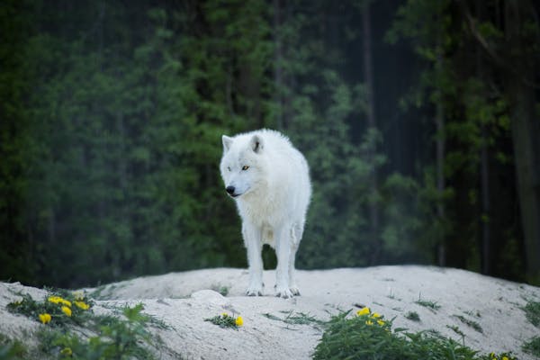 groundbreaking techniques scientists are using to resurrect the dire wolf